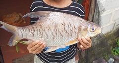 Bulu Barb photo 4