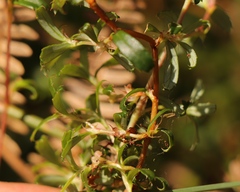 Cliffortia ferruginea