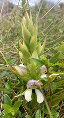 Disa cornuta