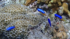 Pomacentrus auriventris