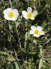 Ranunculus amplexicaulis