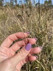 Eragrostis elliottii