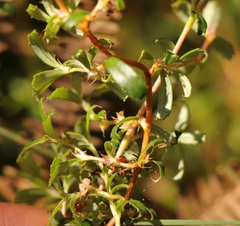 Cliffortia ferruginea