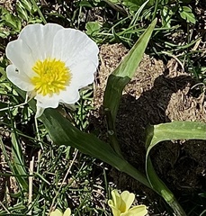 Ranunculus amplexicaulis