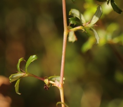 Cliffortia ferruginea
