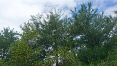 Pinus armandi