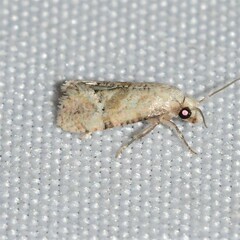 Platphalonidia magdalenae