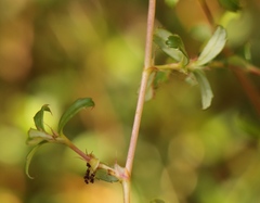 Cliffortia ferruginea