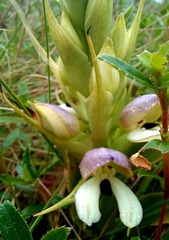 Disa cornuta