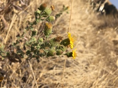 Heterotheca sessiliflora echioides