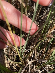 Eragrostis elliottii