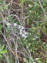 Ampelaster carolinianus