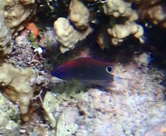 Pomacentrus bankanensis