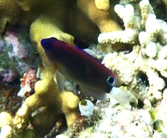 Pomacentrus bankanensis