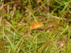 Argynnis hyperbius hyperbius