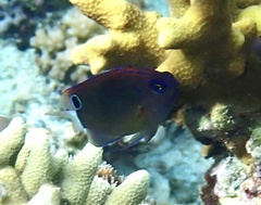 Pomacentrus bankanensis