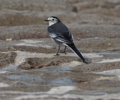Motacilla alba yarrellii