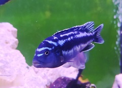 Pseudotropheus cyaneorhabdos