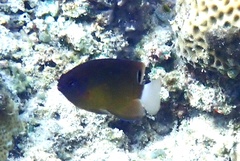 Pomacentrus bankanensis