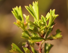 Pelargonium ternatum