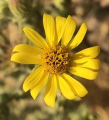Heterotheca sessiliflora echioides