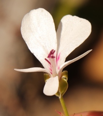Pelargonium ternatum