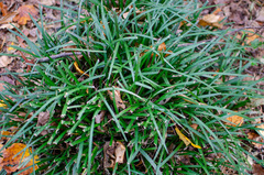 Liriope spicata