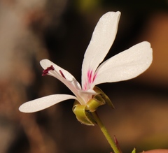 Pelargonium ternatum