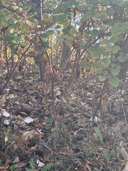 Rubus phoenicolasius