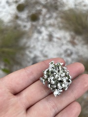 Cladonia prostrata