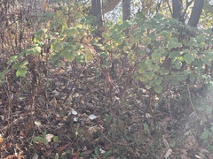 Rubus phoenicolasius