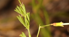 Pelargonium ternatum