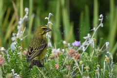 Crithagra sulphurata