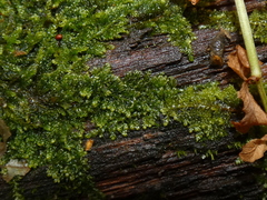 Lophocolea heterophylla
