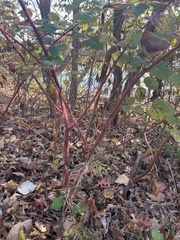 Rubus phoenicolasius