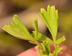 Pelargonium ternatum