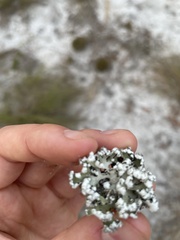Cladonia prostrata