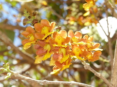 Gmelina arborea