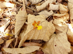 Gmelina arborea