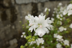 Malva moschata