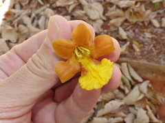 Gmelina arborea
