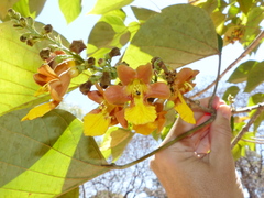 Gmelina arborea