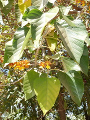 Gmelina arborea