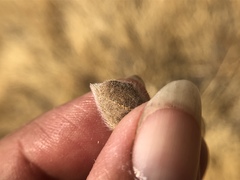 Heterotheca sessiliflora echioides