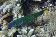 Thalassoma lunare