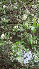 Gymnosporia nemorosa