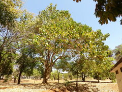 Gmelina arborea