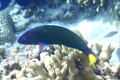 Thalassoma lunare