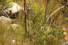 Widdringtonia nodiflora