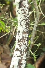 Ceratiomyxa fruticulosa fruticulosa